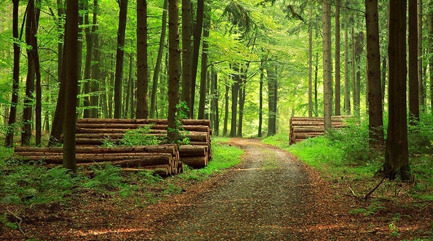 Forestry_RCA_Layer_Slider_Image 4